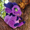 PRE-ORDER - Purple Kobold Plush