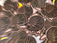 Kiwi Sticker