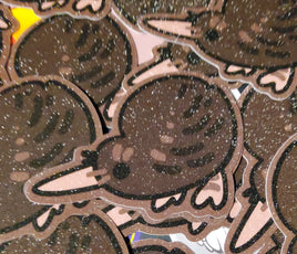 Kiwi Sticker