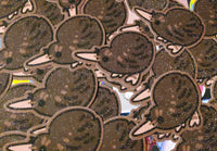 Kiwi Sticker