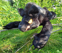 UPCOMING RELEASE - Black Werewolf